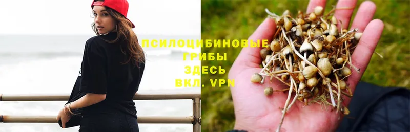 Псилоцибиновые грибы Magic Shrooms  Мензелинск 